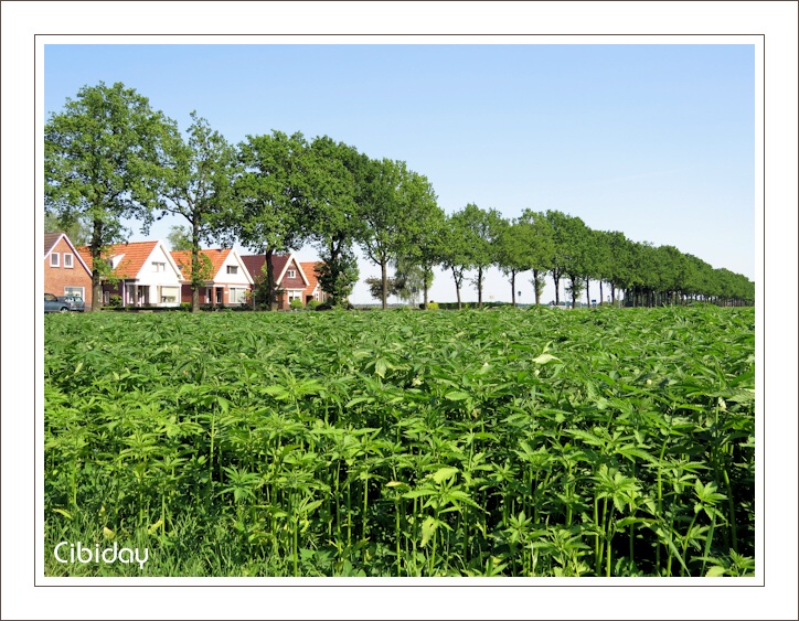 Hennepveld in Nederland - Verschil in groeiwijze